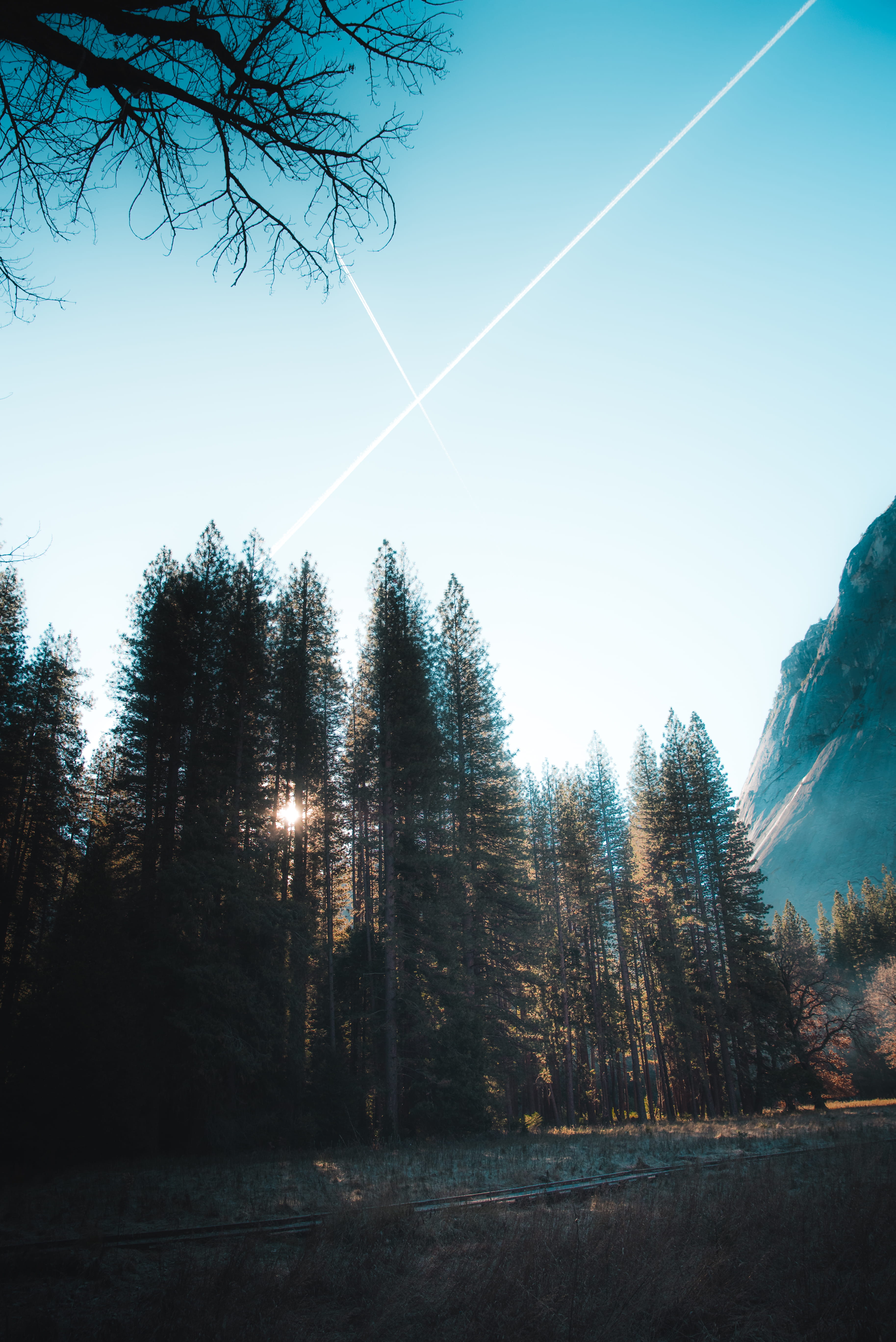pine trees, forest, explore, sky, mountain, travel, landscape