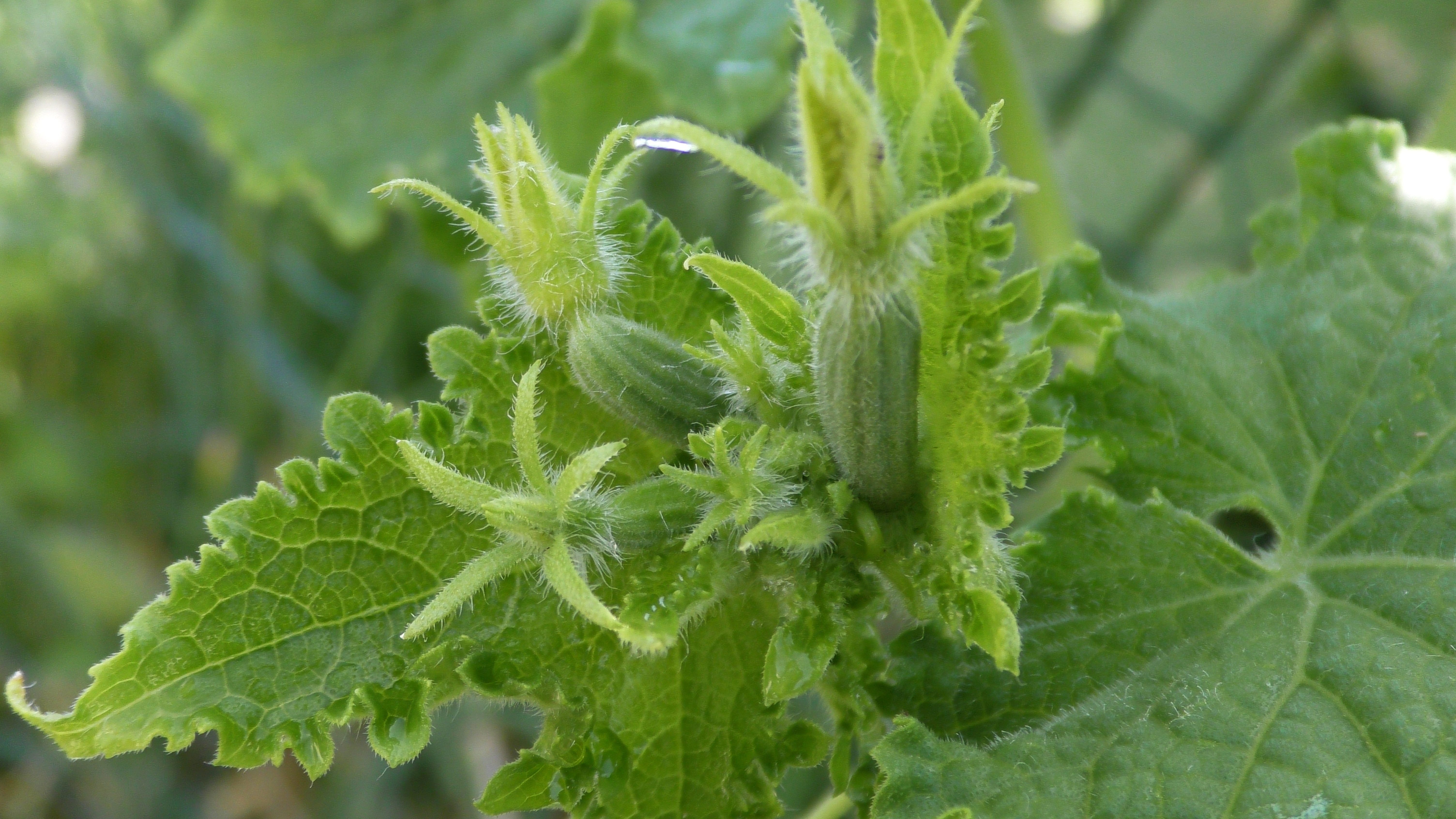 cucumbers, kukumer, fresh, ripening process, maturation process