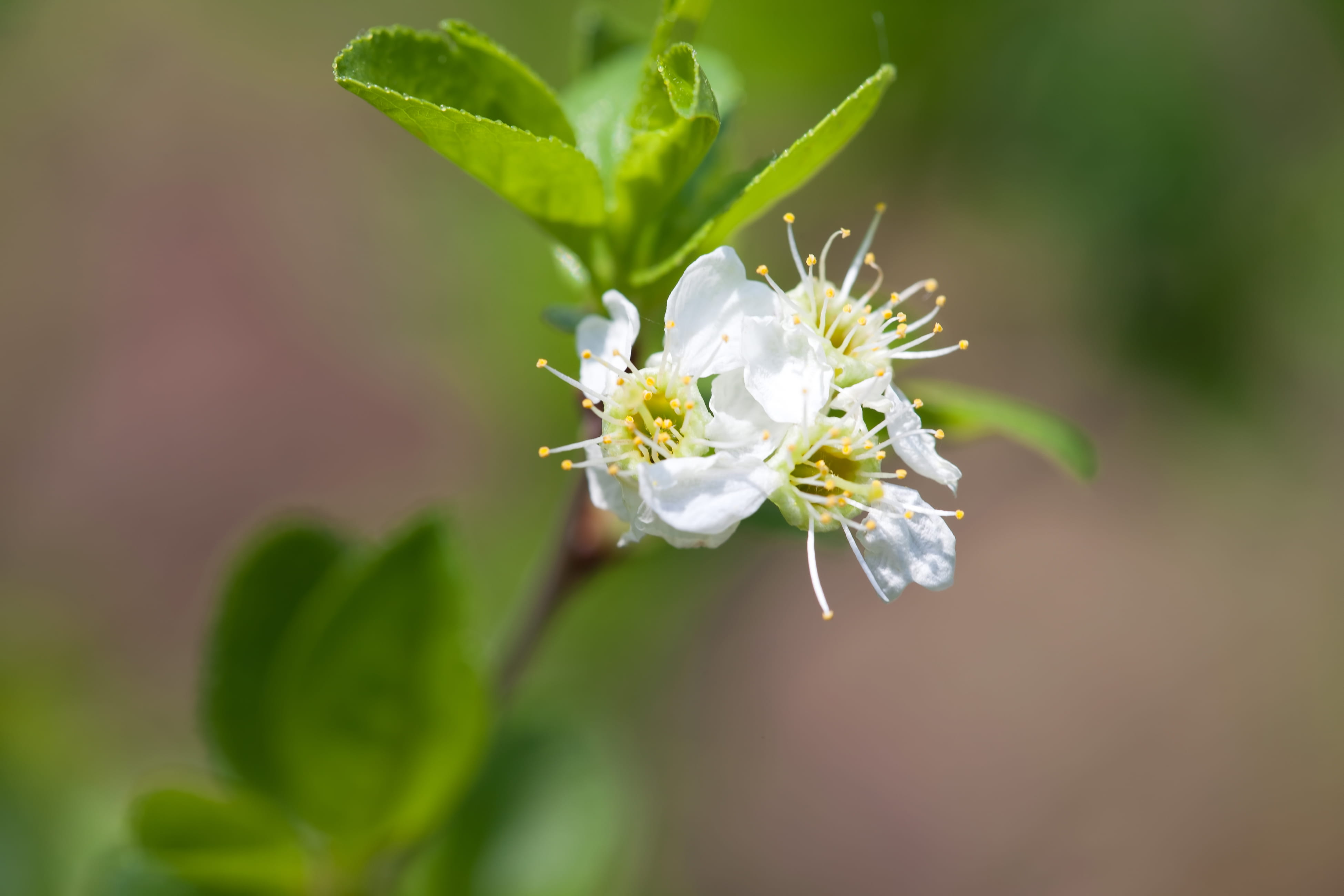 spring, flower, flowers, background, focus, closeup, outdoor