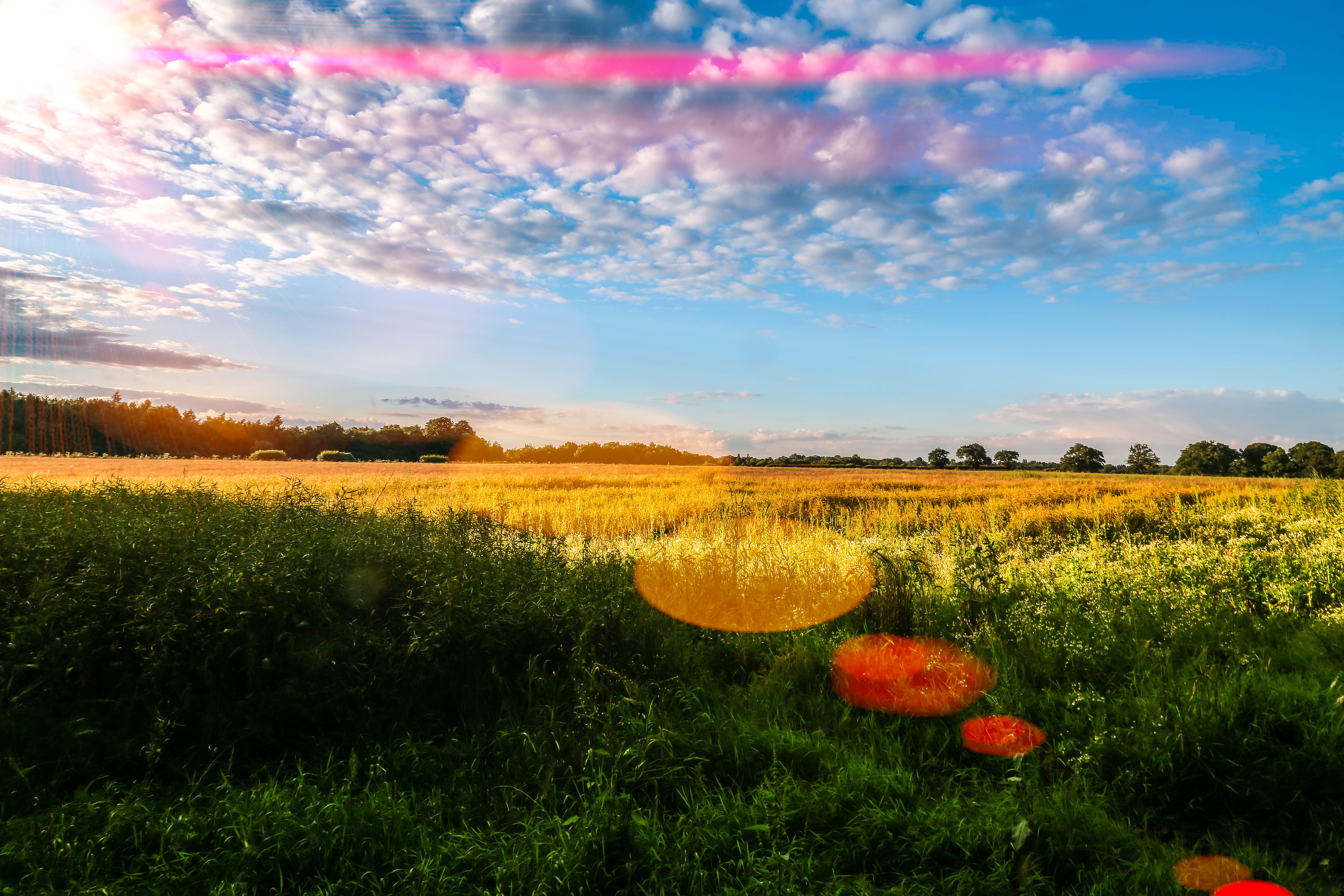 fields, trees, sun, sunset, lens flare, wheat fields, sunshine