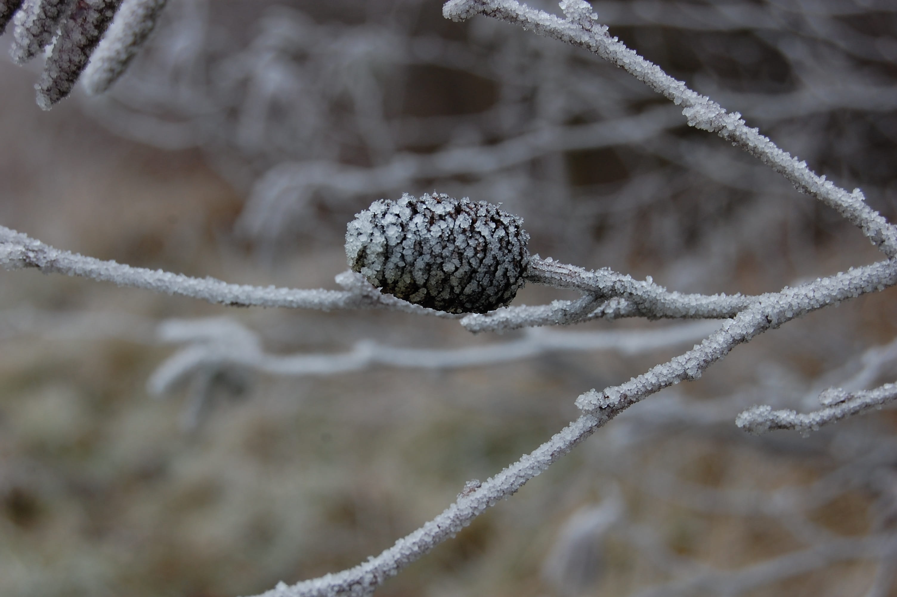 pinecone, gel, frozen, winter, cold, tree, nature, cold temperature