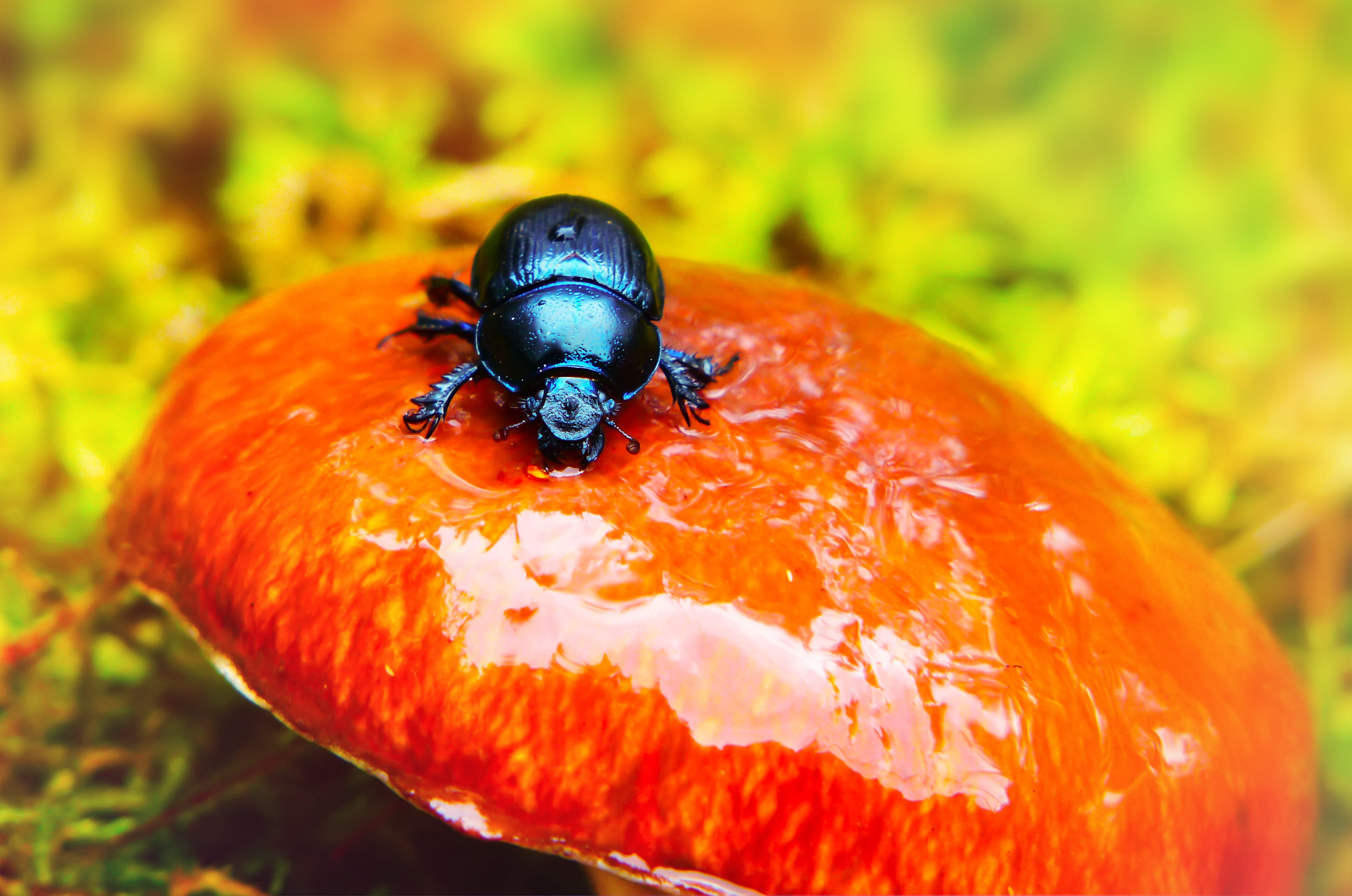 black beetle on round orange mushroom, animal, dung beetle, invertebrate