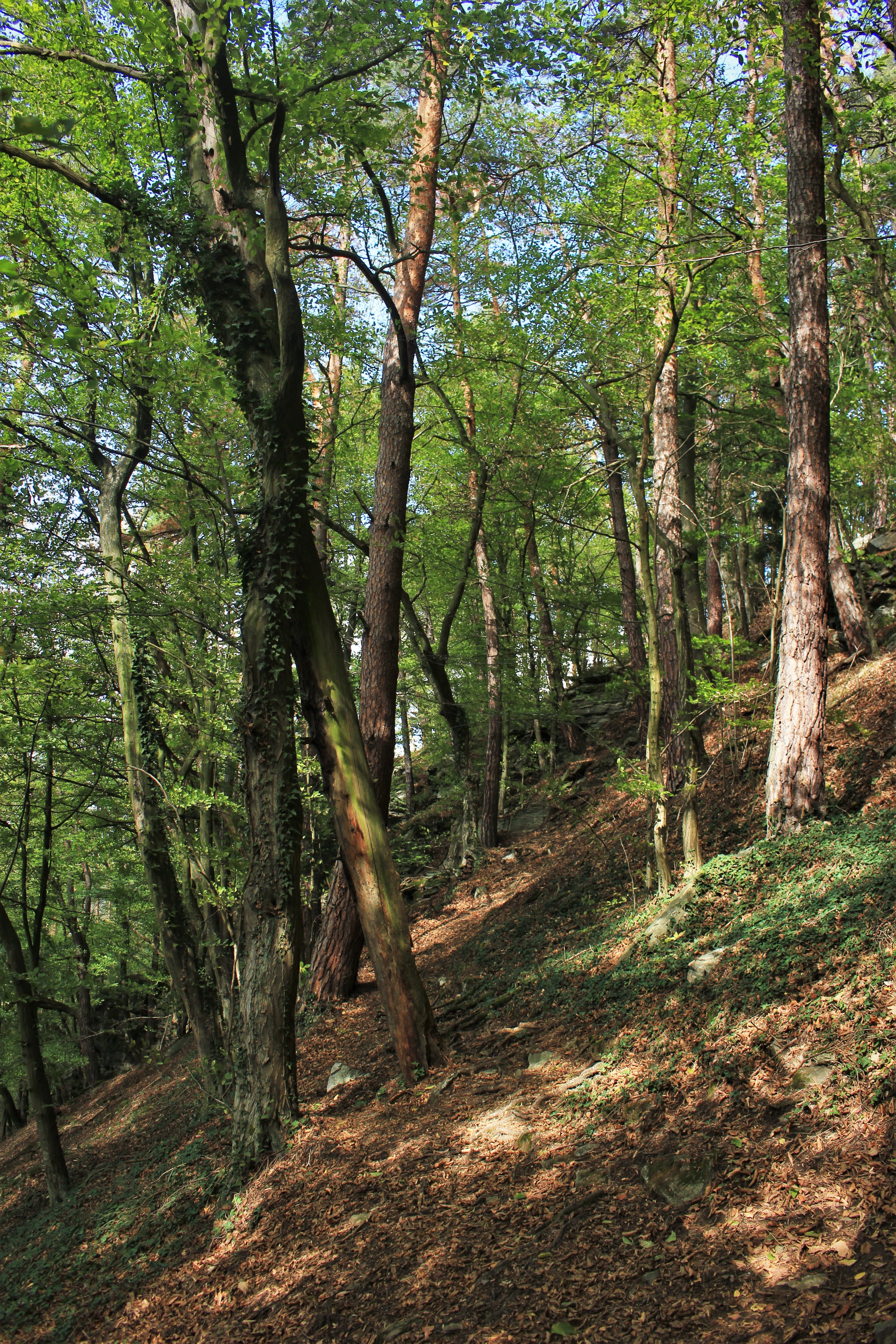 tree, plant, forest, land, tree trunk, tranquility, growth