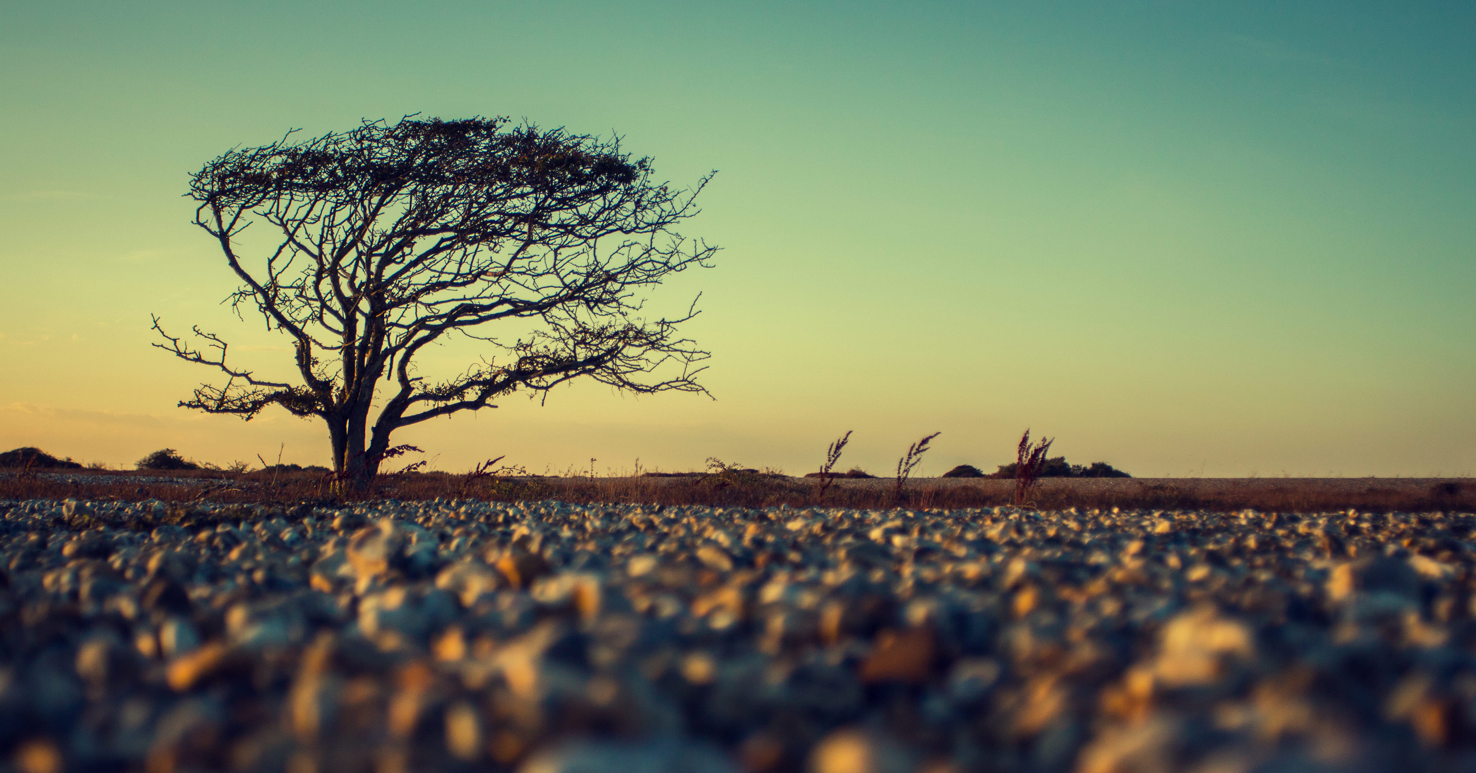 landscape, tree, stone, gradient, wind, sky, tranquility, clear sky