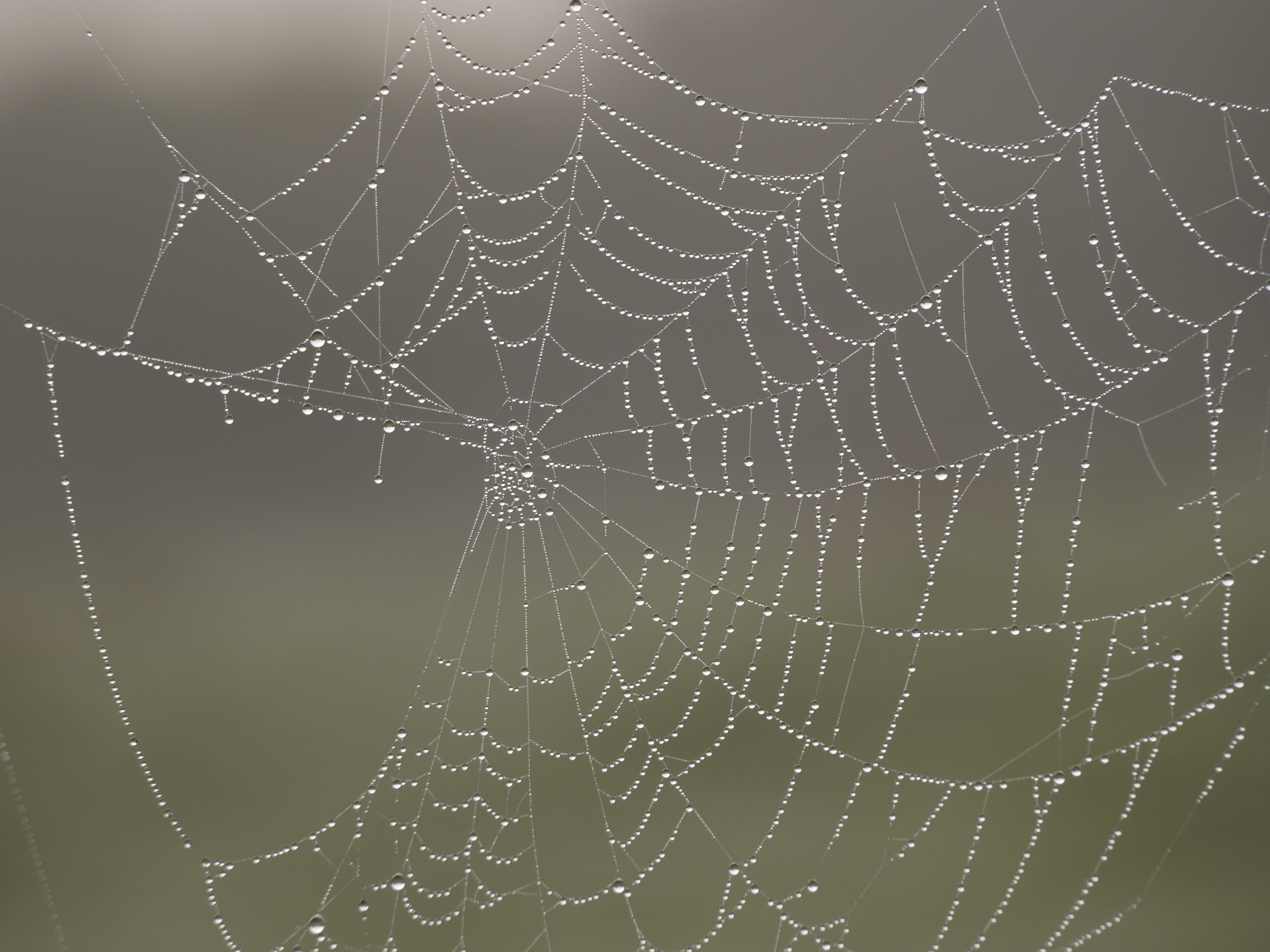 spiderweb, mist, dew, drops, nature, spider web, fragility