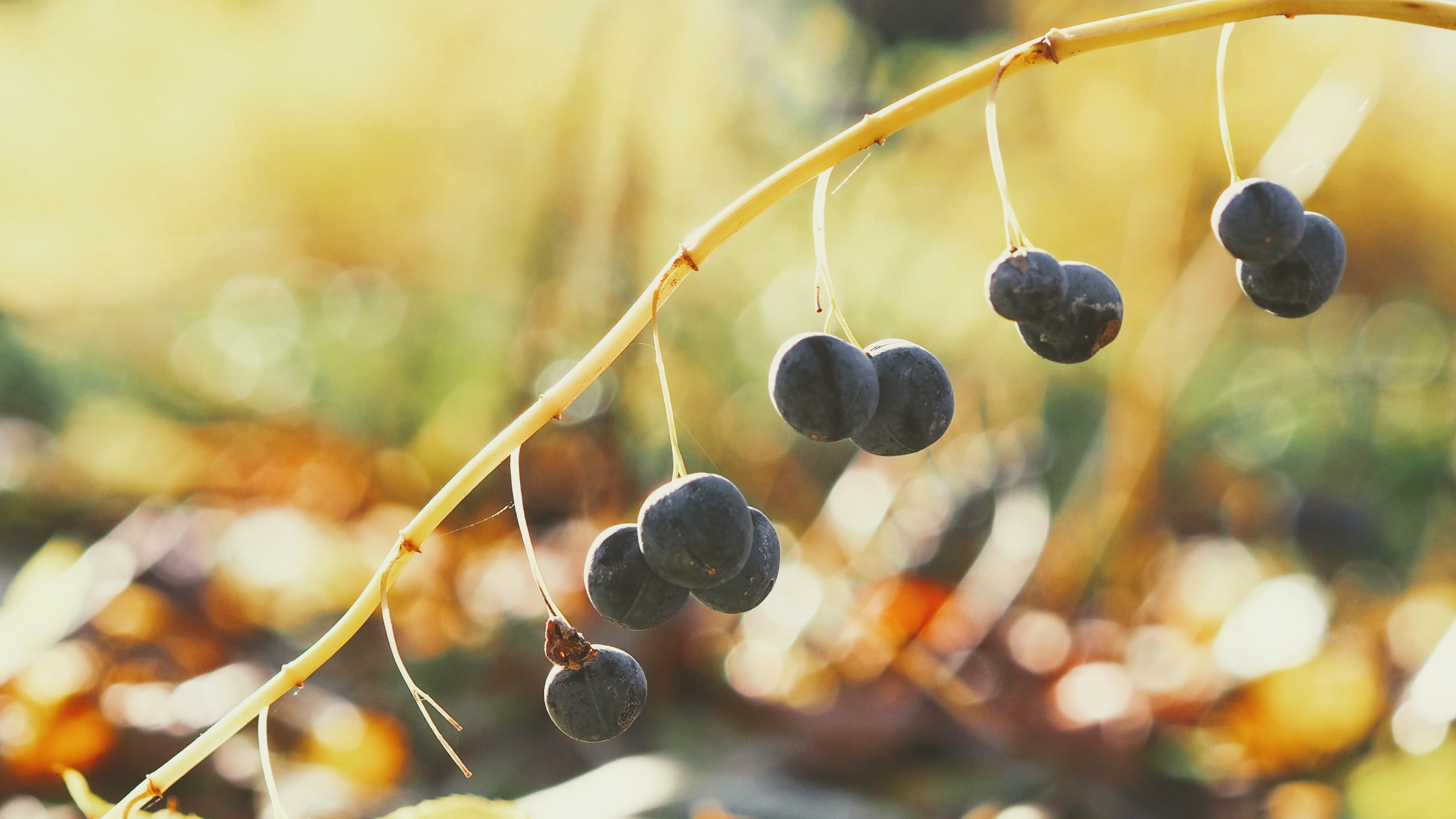 nature, light, autumn, fall, berry, forest, fruit, focus on foreground