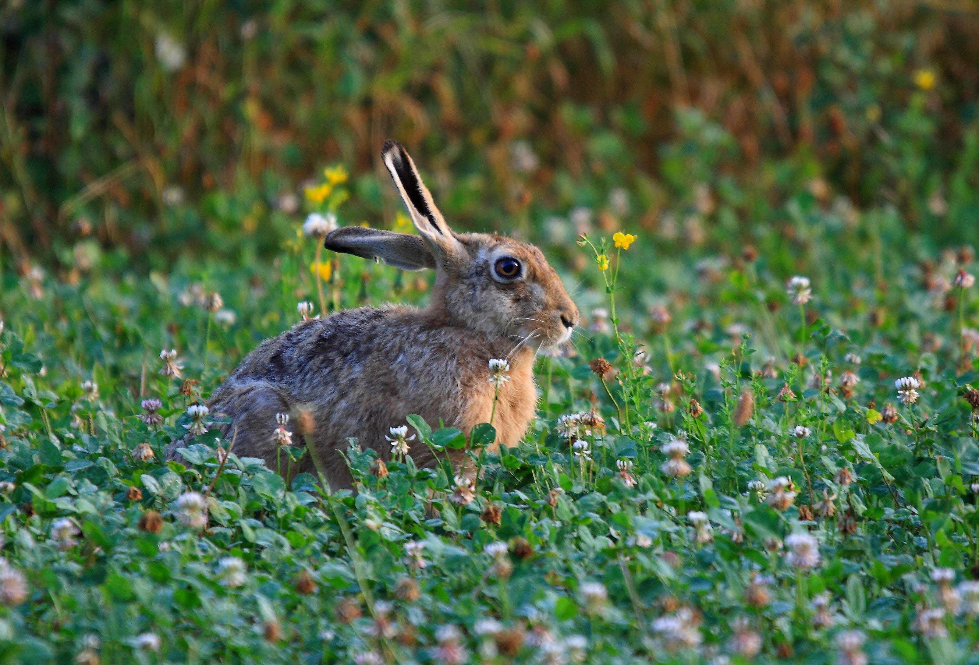 nature, hare, rabbit, cute, mammals, wild, animals, spring