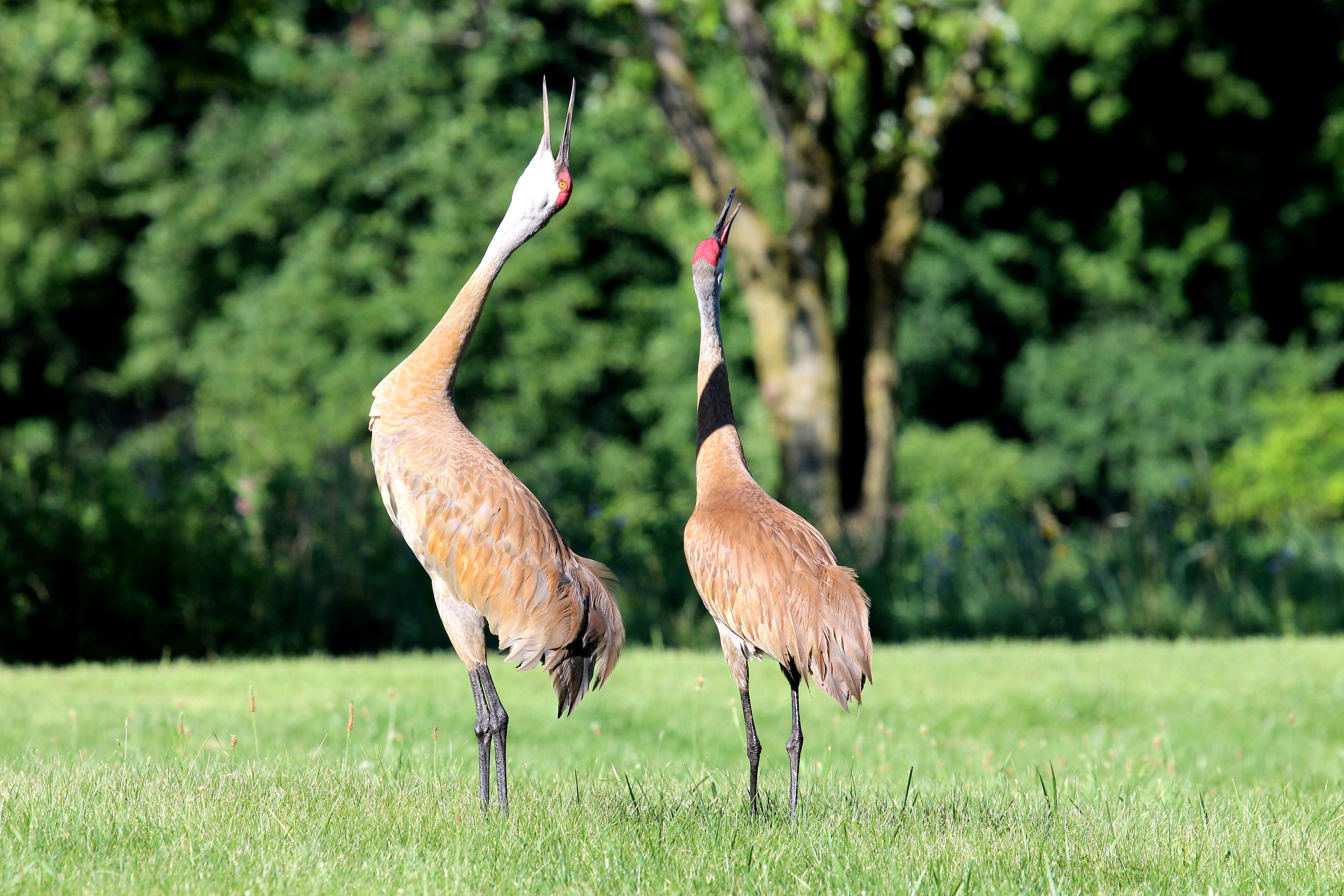 wild, nature, crane, red, wilderness, cranes, grass, feather