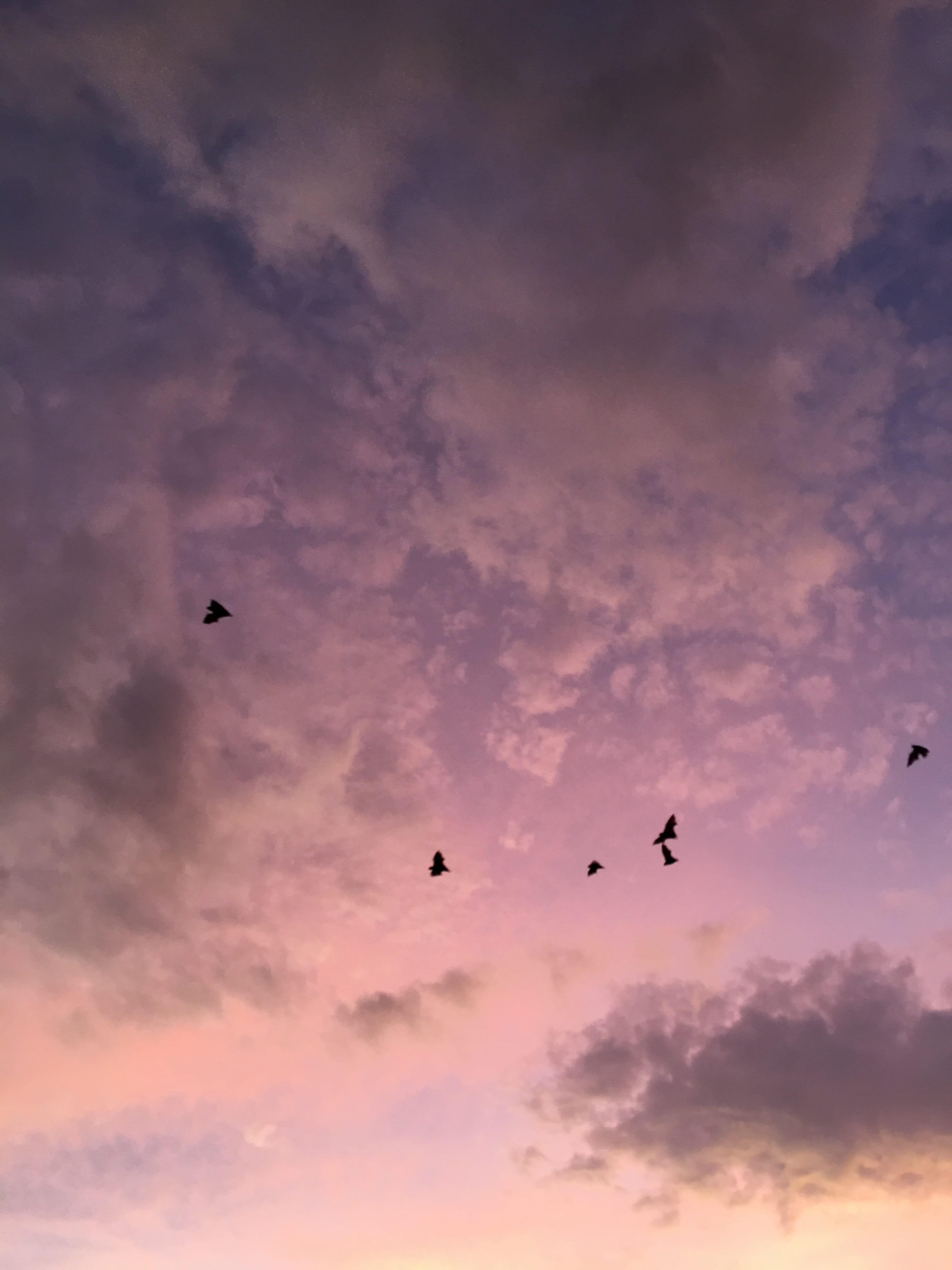 birds, flying foxes, bats, purble, pink, clouds, sunset, sky