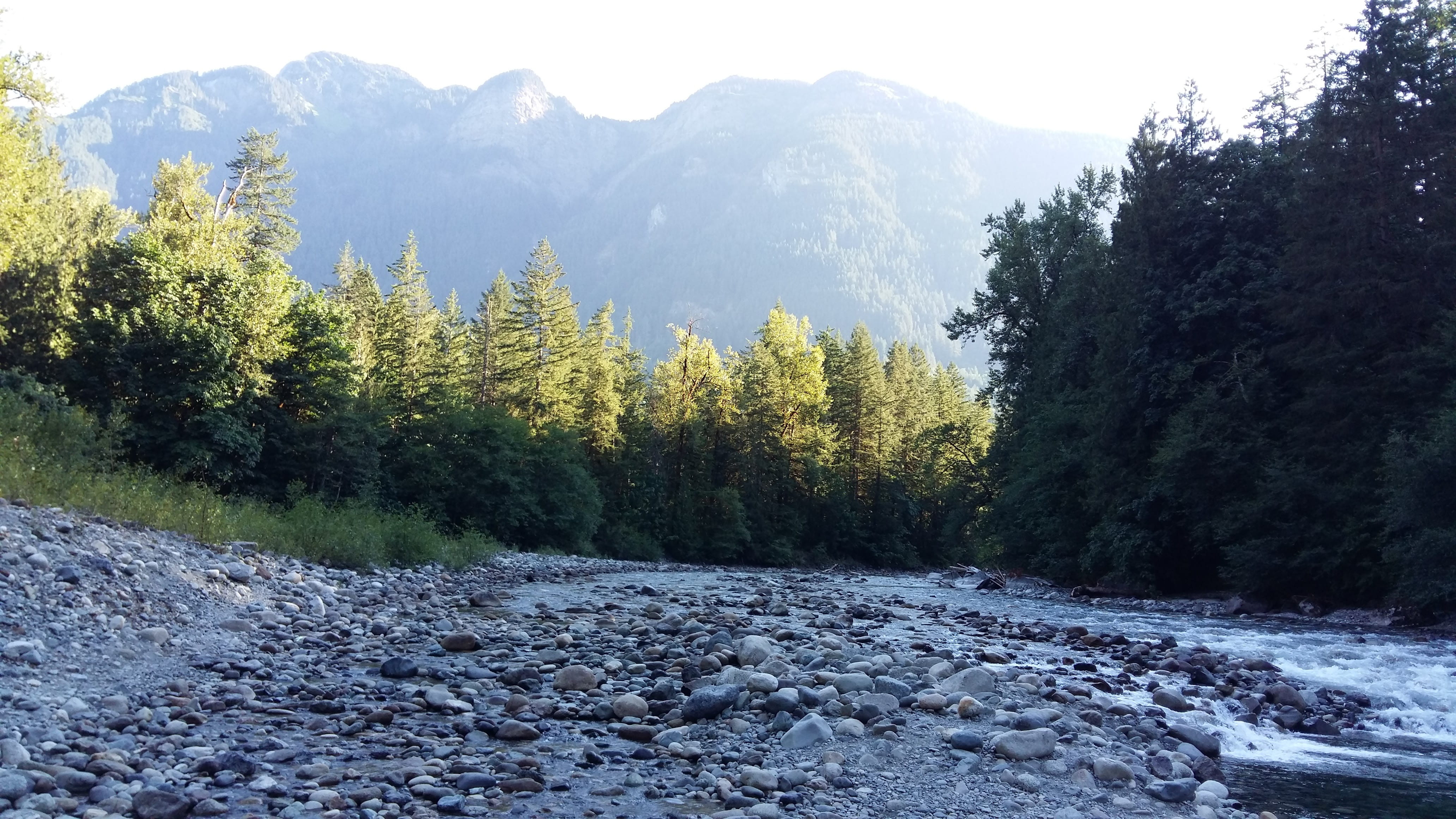 trees, green, nature, rocks, forest, landscape, environment