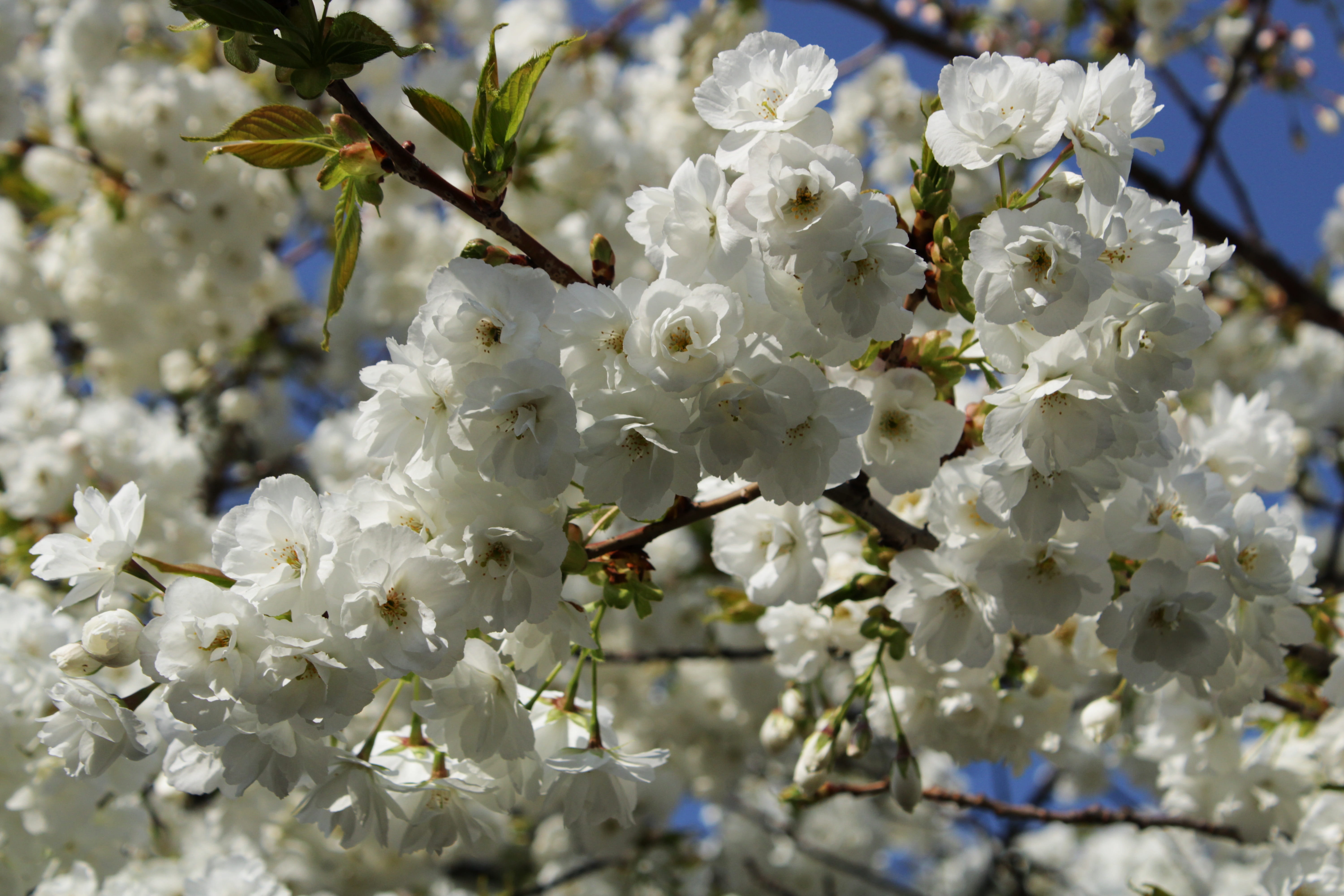 japanese cherry trees, flowers, background, white, flower tree