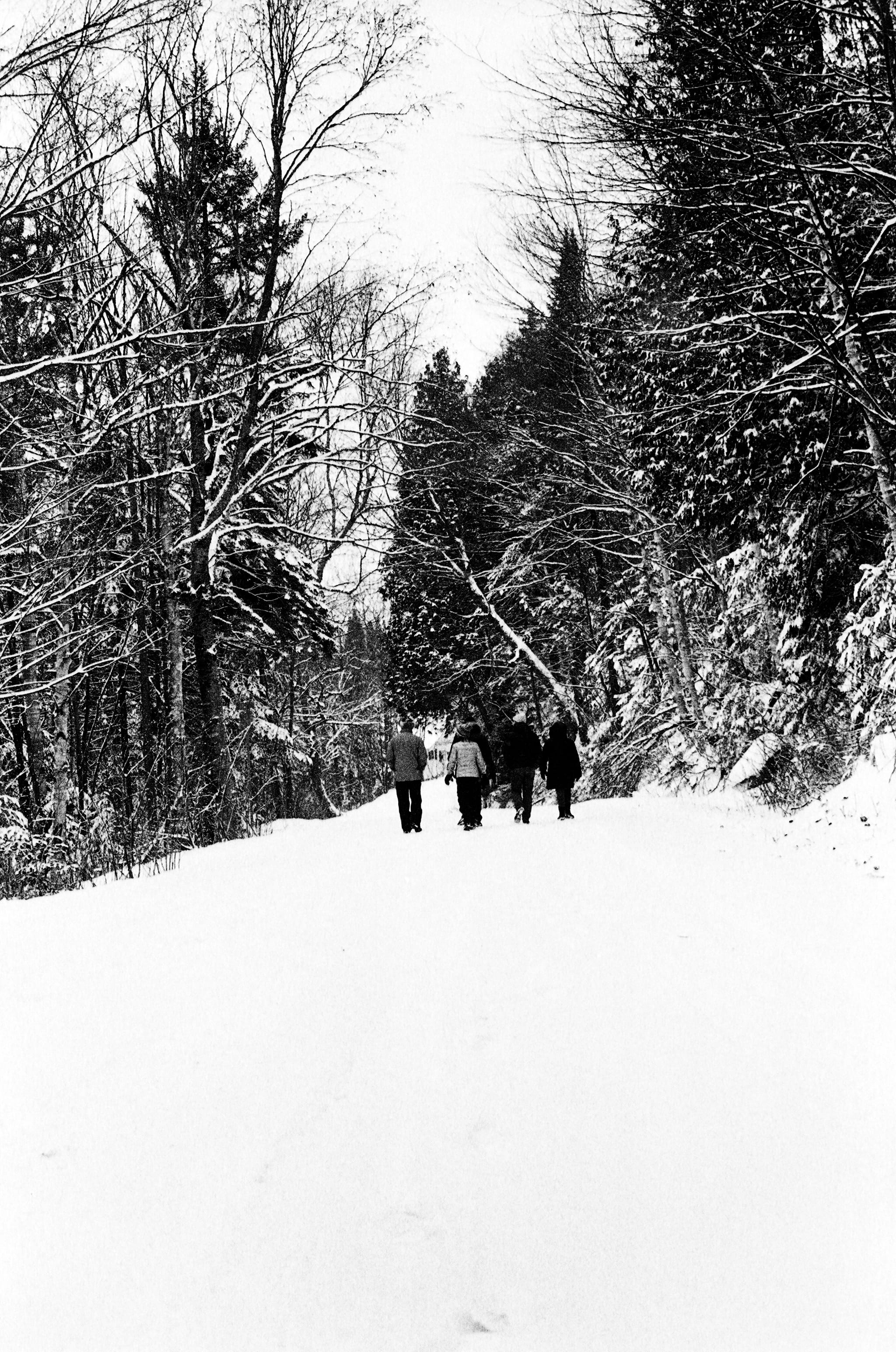 canada, laurentides, snow, cold temperature, winter, tree, plant