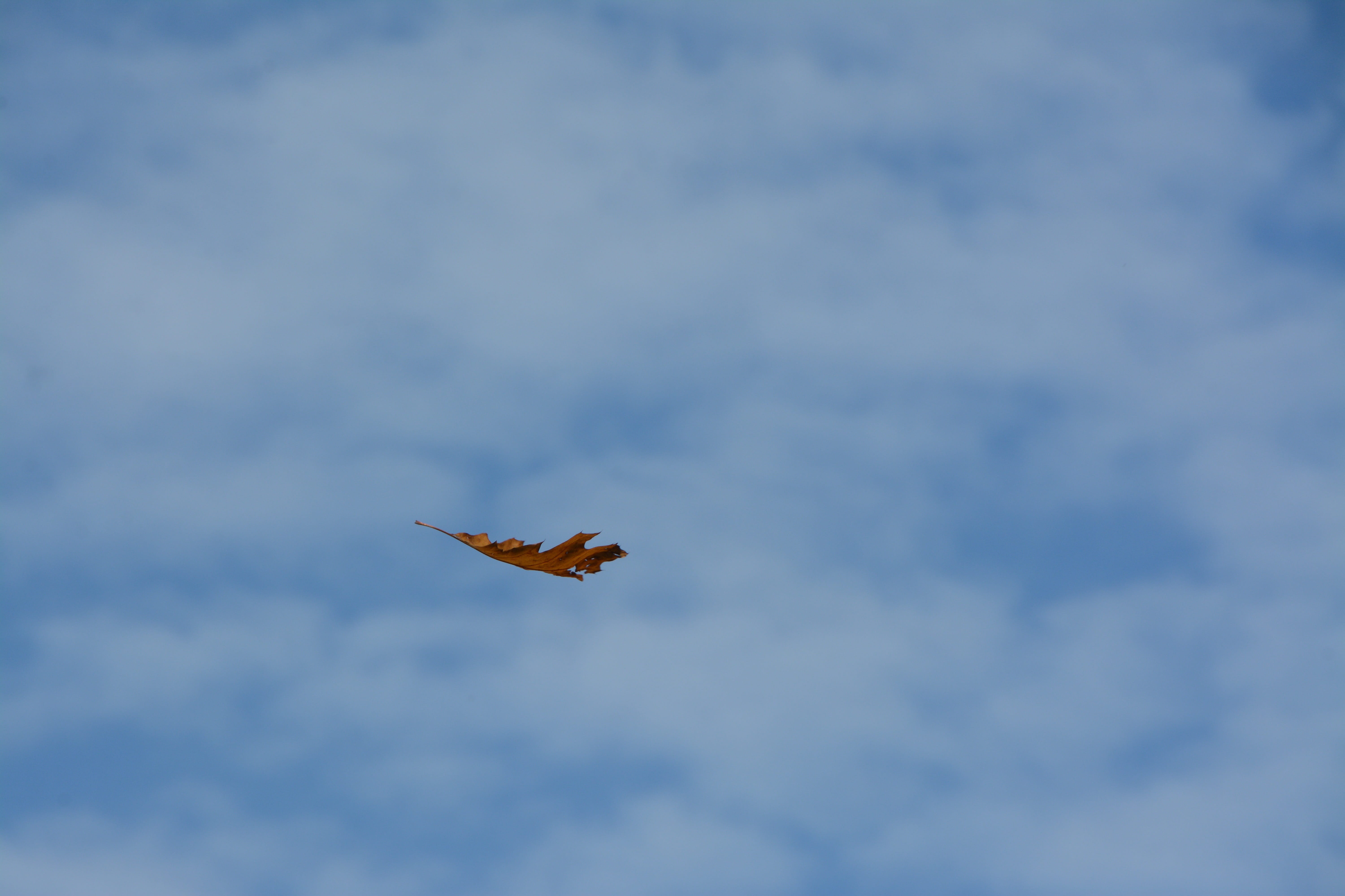 leaf, fall, sky, fly, nature, autumn, clouds, blue, season