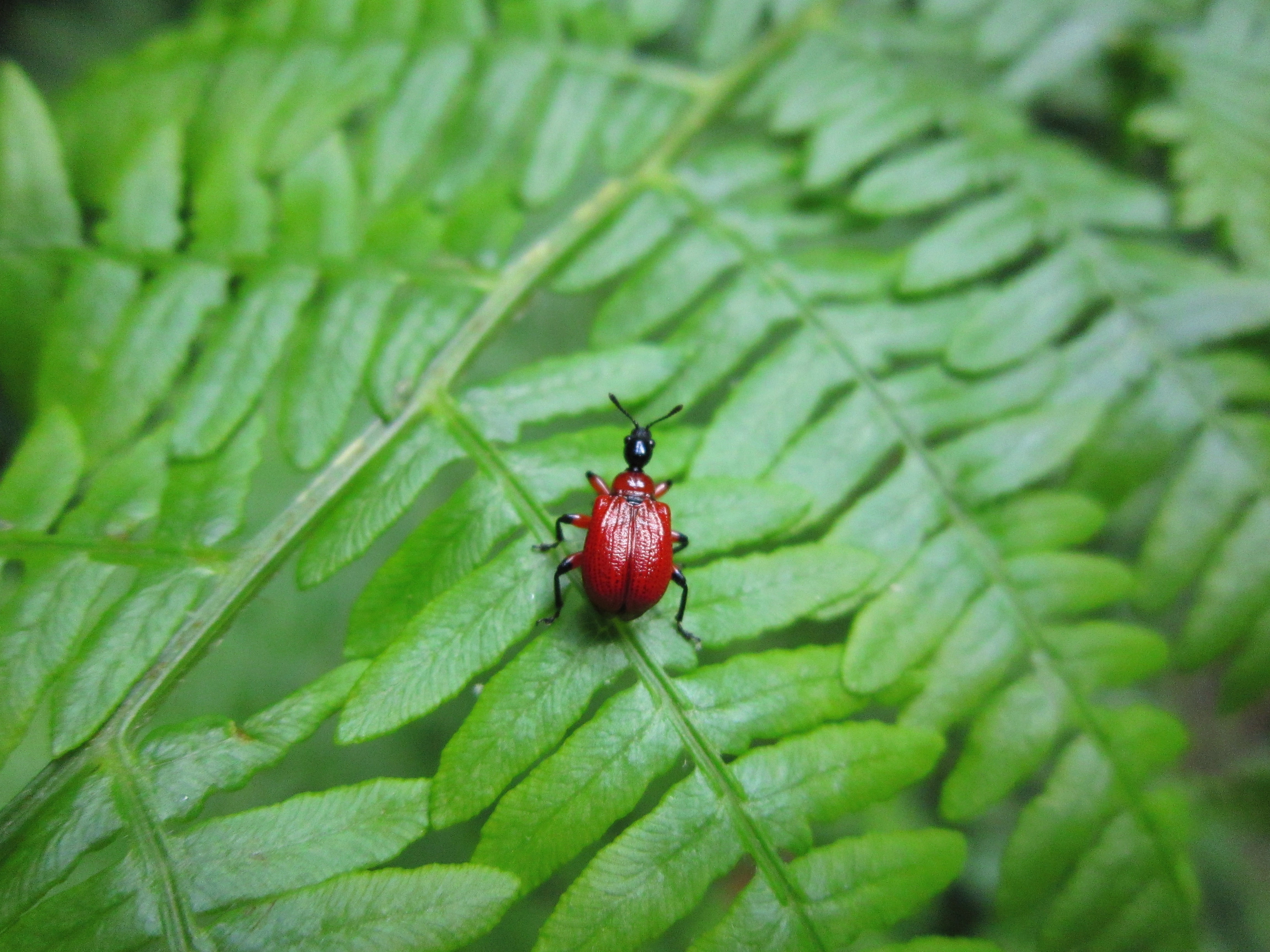 apoderus coryli, bug, beetle, insect, coleoptera, roller weevil