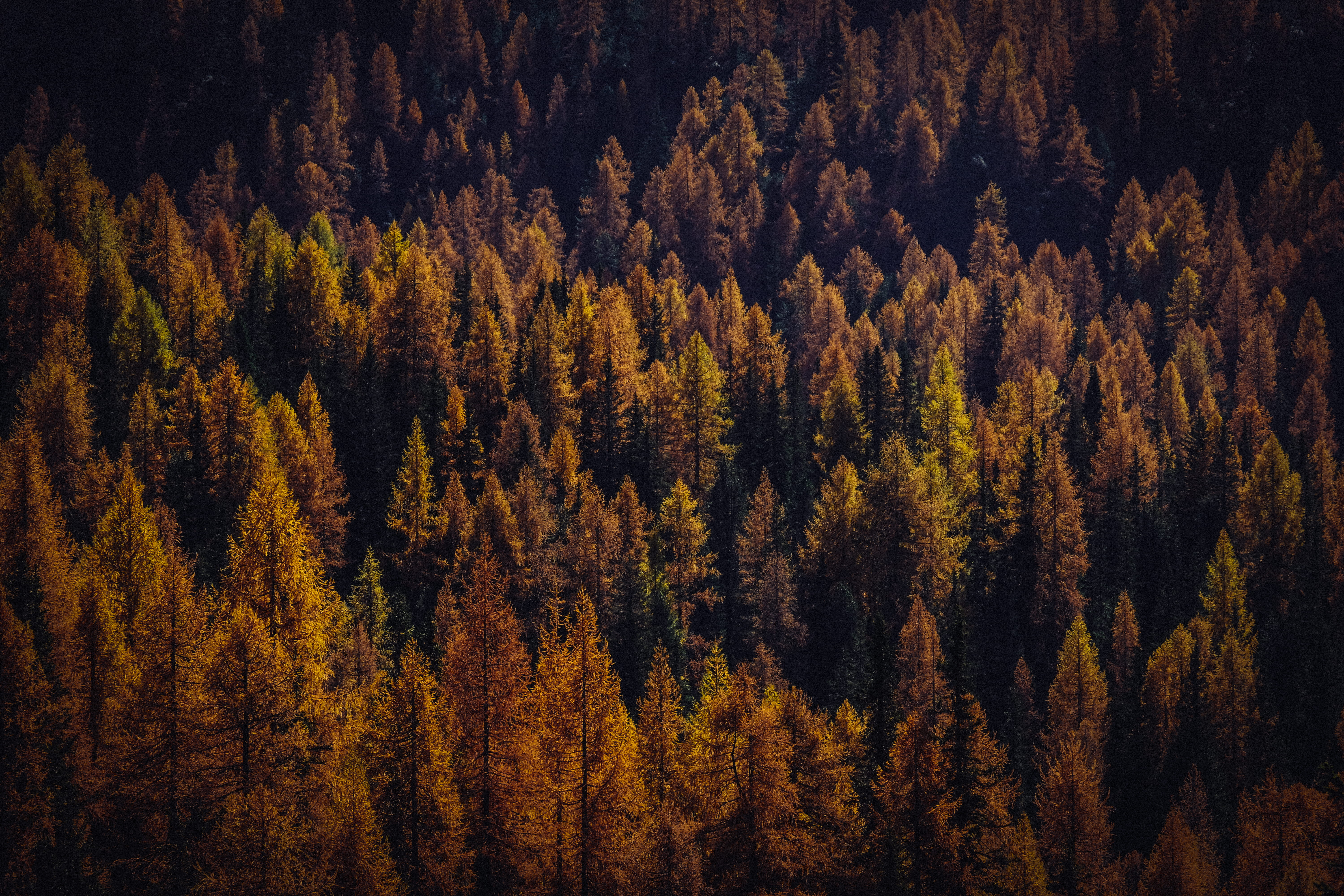 Orange Leafed Trees, conifer, daylight, environment, evergreen