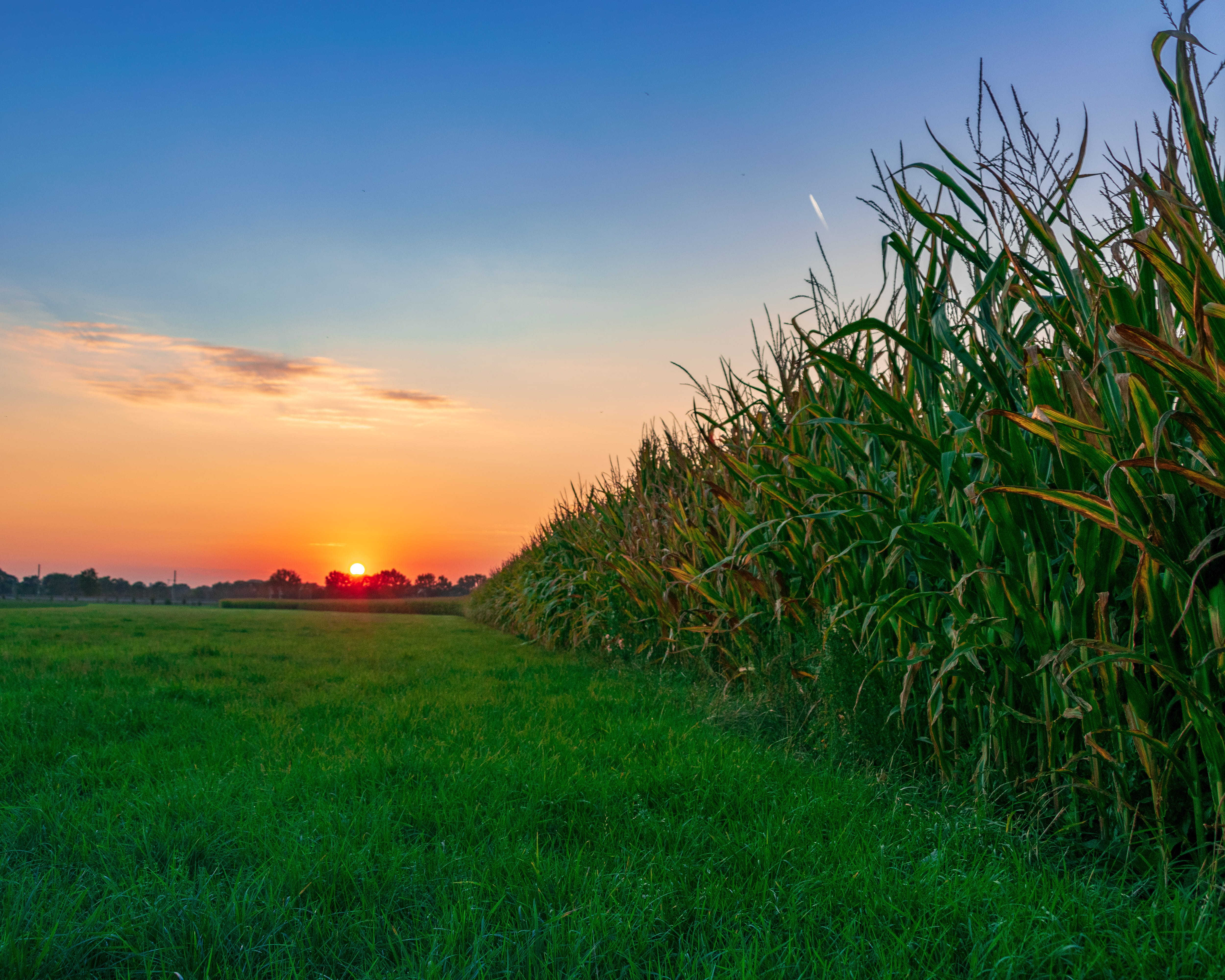 evening sky, cornfield, arable, twilight, mood, afterglow, summer