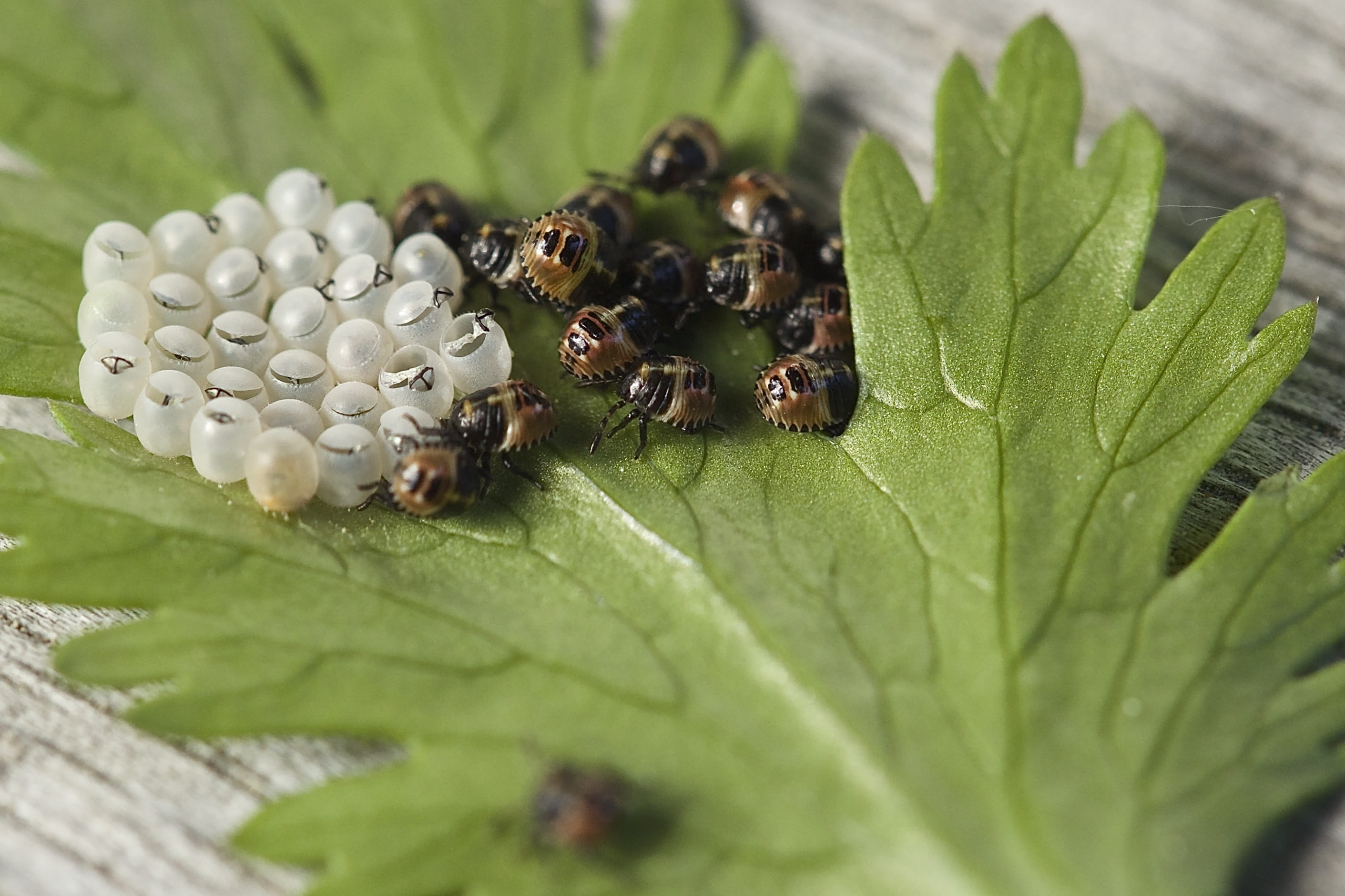 Black and Brown Insect, bugs, close-up, eggs, hatch, insect eggs