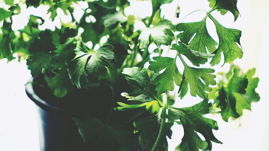 Green Leafed Plant, aromatic, growth, herb, parsley, spice, plant part HD wallpaper
