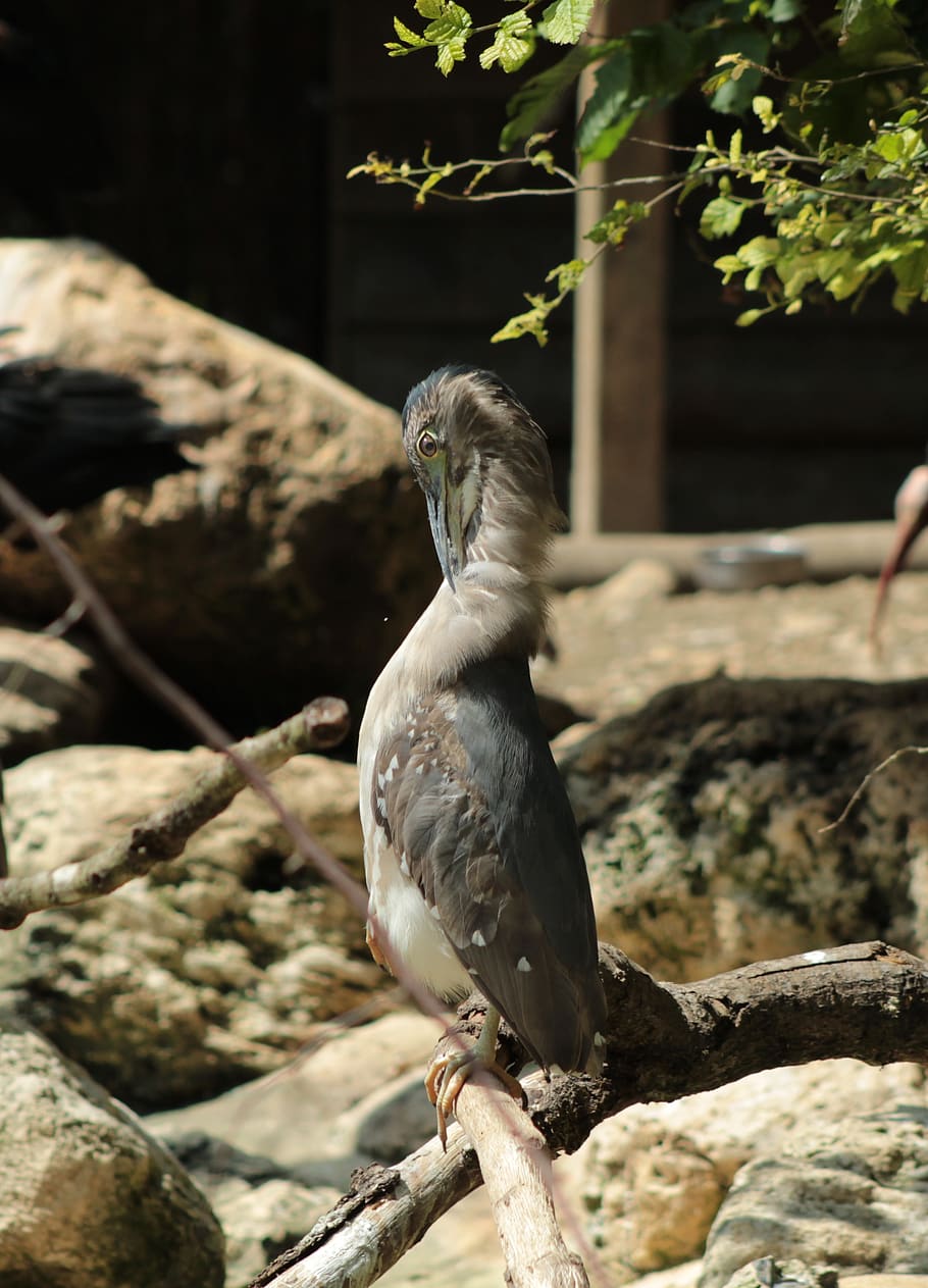 bird, zoo, exotic, animal wildlife, animal themes, animals in the wild HD wallpaper