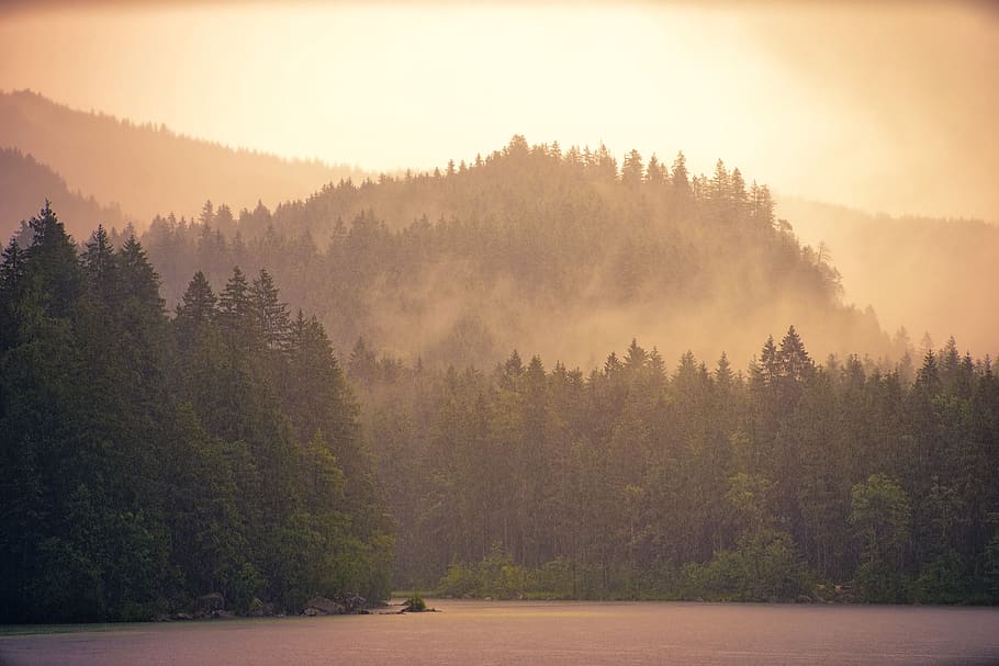 fog, dawn, tree, sunset, wood, forest, haze, lake, water, evening HD wallpaper