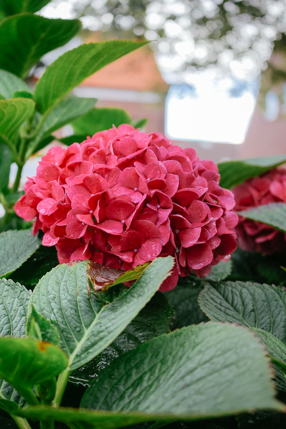 germany, juist, flower, flowering plant, beauty in nature, fragility HD wallpaper