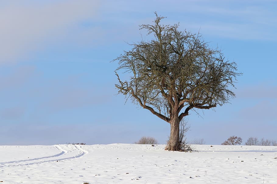 landscape, wintry, tree, snow, schneeflaeche, cold, winter HD wallpaper