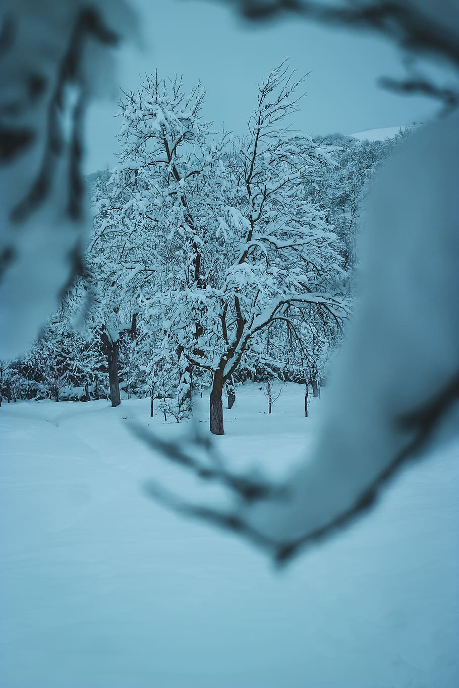brown tree covered with snow, nature, outdoors, ice, winter, landscape HD wallpaper