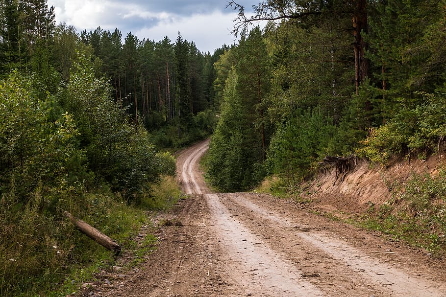 forest, road, trees, landscape, outdoors, nature, woods, autumn HD wallpaper