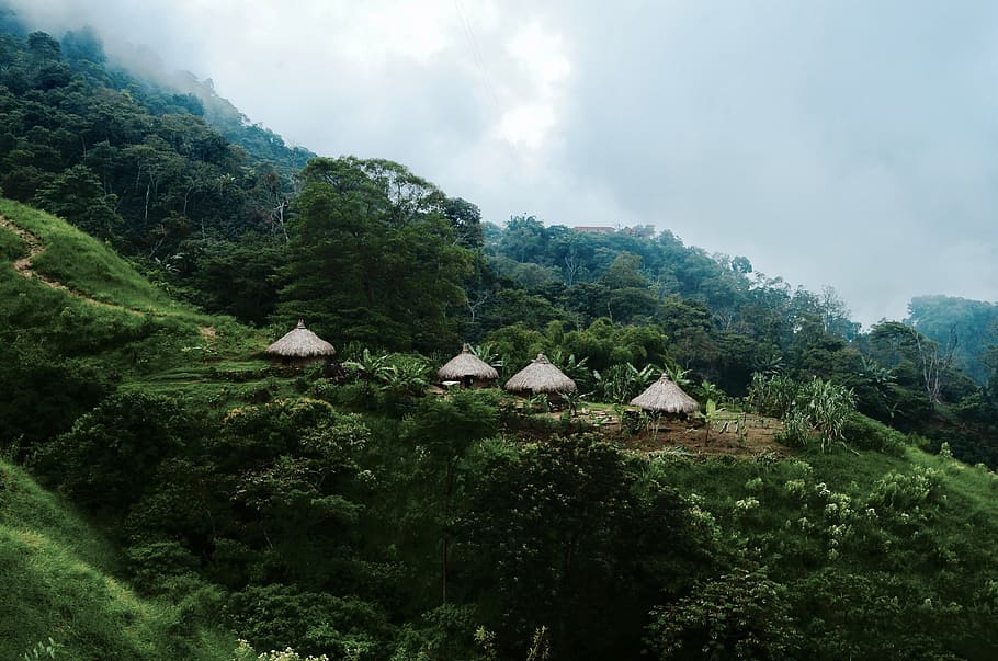 colombia, minca, community, forest, allgreen, nature, trees HD wallpaper