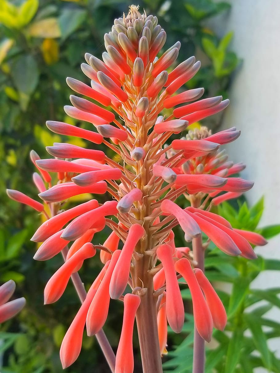 argentina, plant, growth, beauty in nature, focus on foreground HD wallpaper