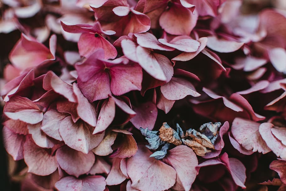 pink petaled flowers, dying, peek, muted, hydrangea, fall, purple HD wallpaper