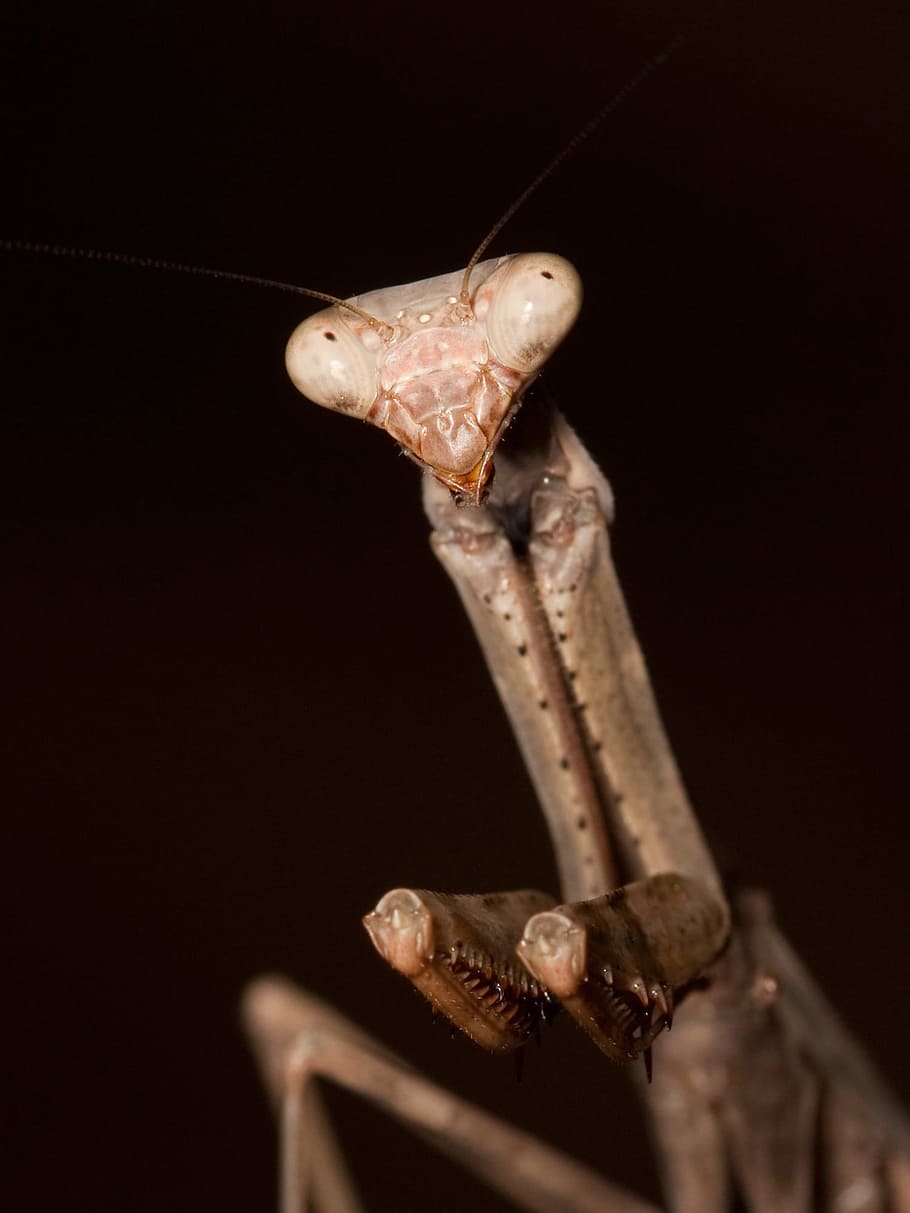 mantis, pray, praying, animal, insect, nature, animal themes HD wallpaper