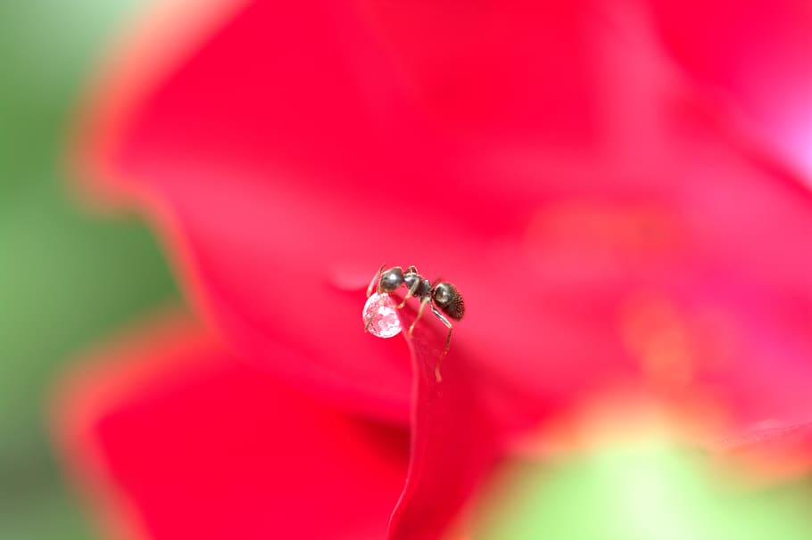 ant, sugar drops, drip, leaf, insect, eat, animal, droplets HD wallpaper