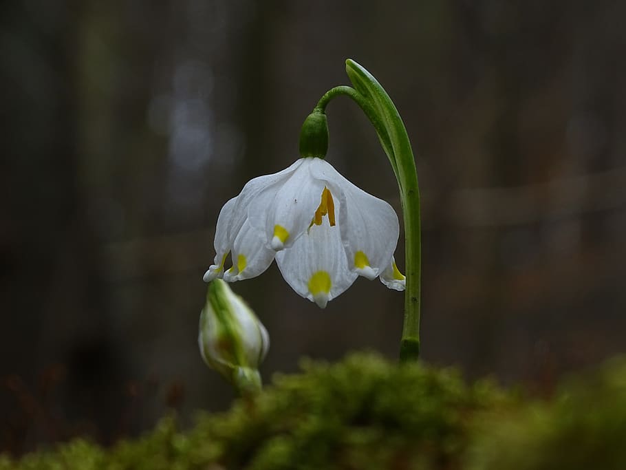 snowflake, spring, white, macro, nature, flowers, plant, the gentle HD wallpaper