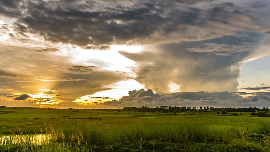 Macro Shot of Green Grass Field Under Cloudy Sky during Sunset HD wallpaper