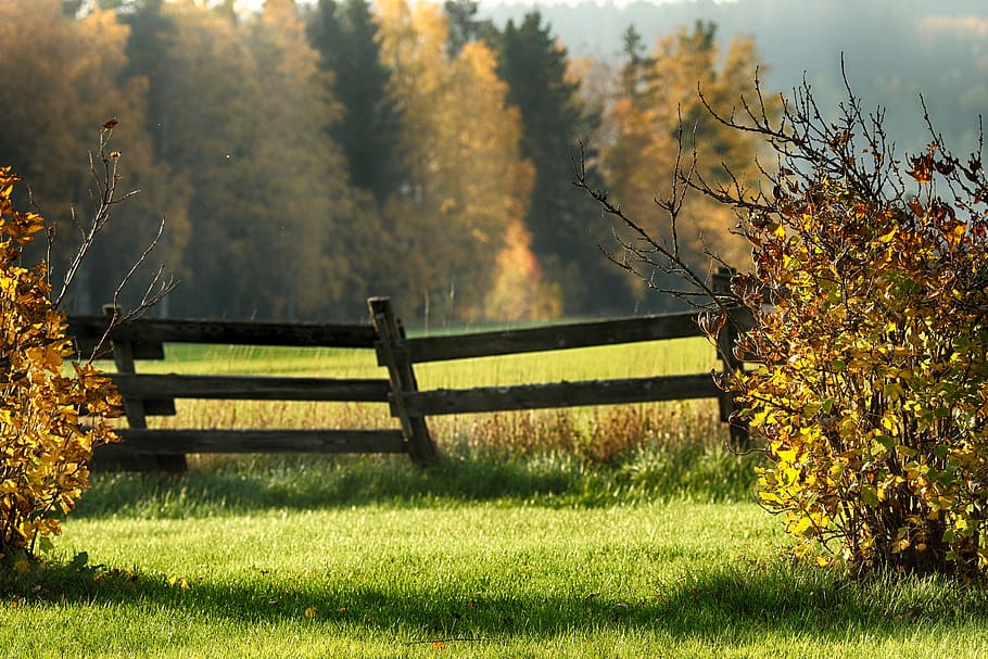 garden, autumn, fall, nature, landscape, plant, beauty in nature, HD wallpaper