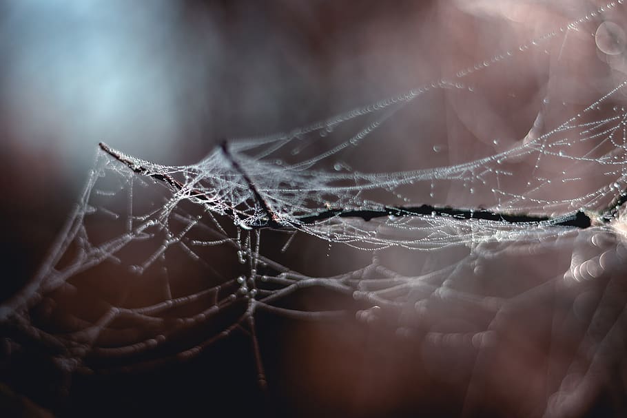 web, branch, winter, fragility, vulnerability, close-up, spider web, HD wallpaper