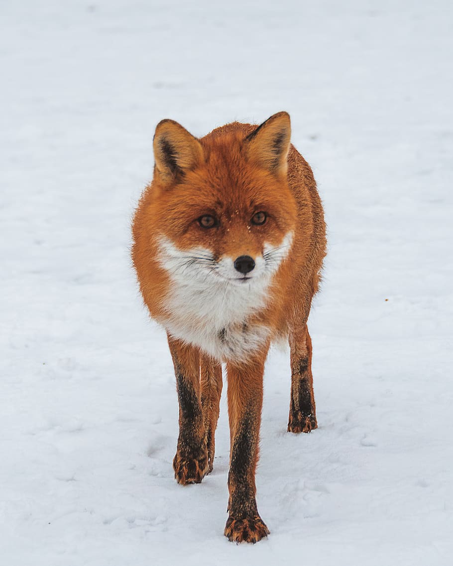 fox walking on snow field, one animal, winter, cold temperature HD wallpaper