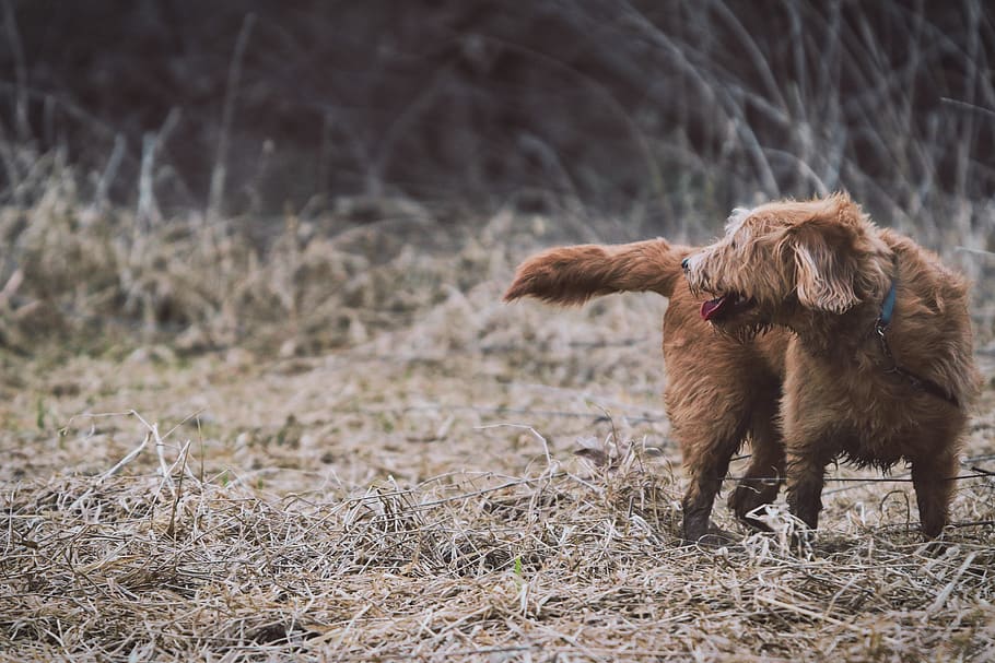 brown coated dog, canine, animal, mammal, pet, ground, golden retriever HD wallpaper