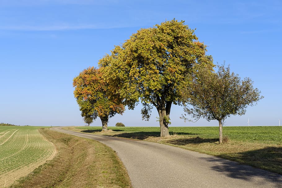 trees, autumn, road, away, travel, target, landscape, arable HD wallpaper