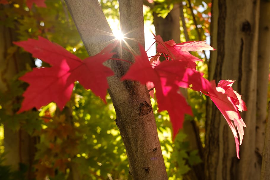plant, tree, leaf, plant part, focus on foreground, nature HD wallpaper