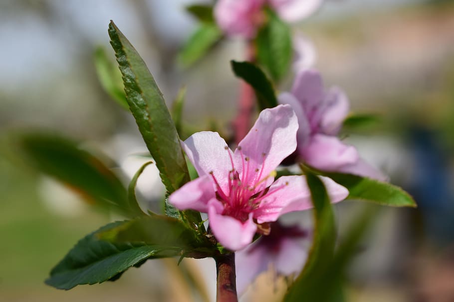 spring, flowers, pink, nature, beauty, blooming, flora, garden HD wallpaper