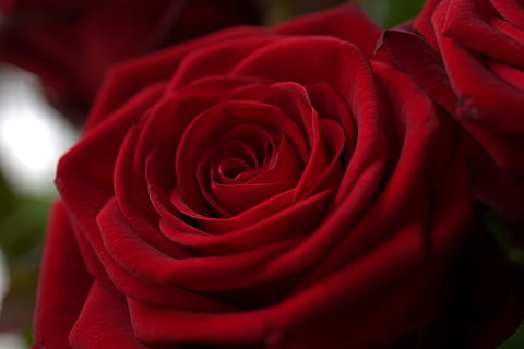 rose, red, love, romantic, blossom, bloom, flower, beautiful HD wallpaper