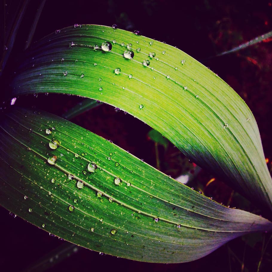 leaf, water, rain, green, nature, plants, drop, green color HD wallpaper