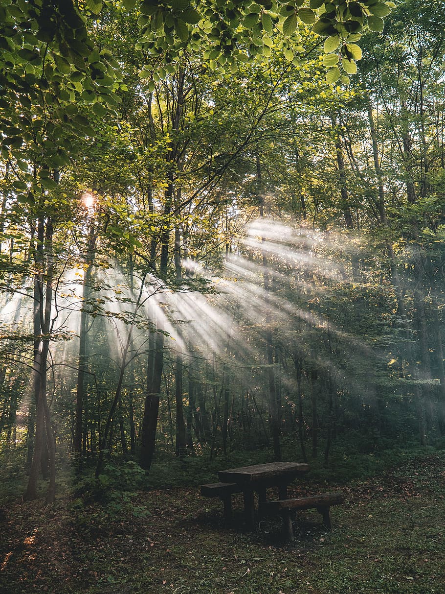 trees, forest, nature, relax, camping, sun, sunshine, sunlight HD wallpaper