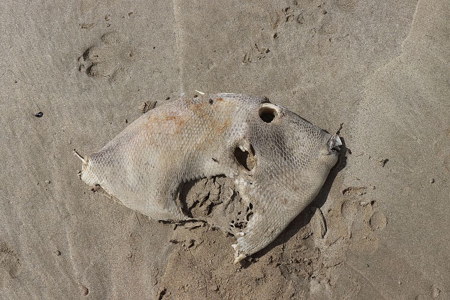 fish, dead, flat fish, carcass, skeleton, sand, animal, land HD wallpaper
