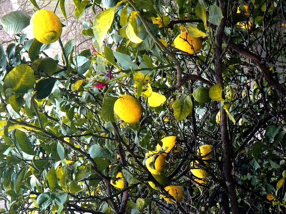 portugal, limões, growth, tree, plant, fruit, healthy eating HD wallpaper
