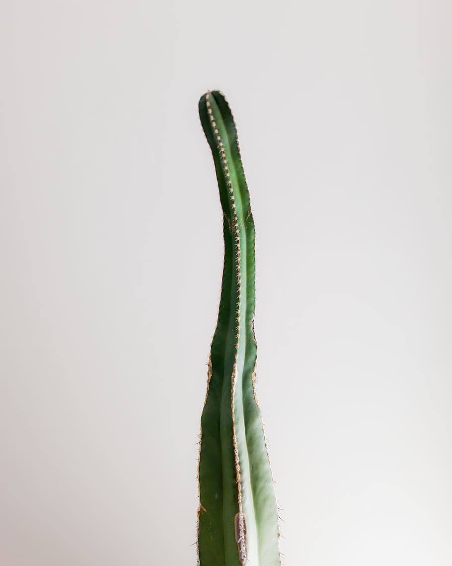 Green Cactus, color, decor, freshness, grow, growth, houseplant HD wallpaper