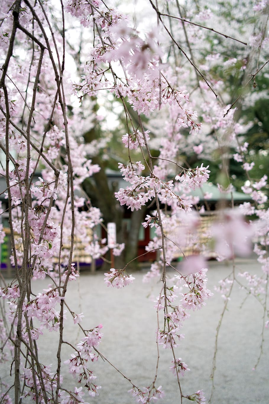 pink petaled flower, plant, cherry blossom, spring, sakura, japan HD wallpaper