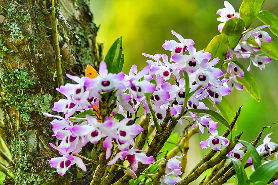 flower, spring, nature, flowers, plant, beautiful, beauty, colorful HD wallpaper